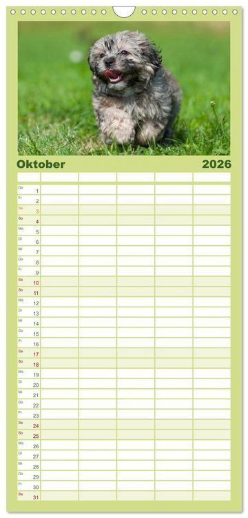 Produktbild: Familienplaner 2026 - Kobolde auf 4 Pfoten - Bolonka Zwetna mit 5 Spalten (Wandkalender, 21 x 45 cm) CALVENDO