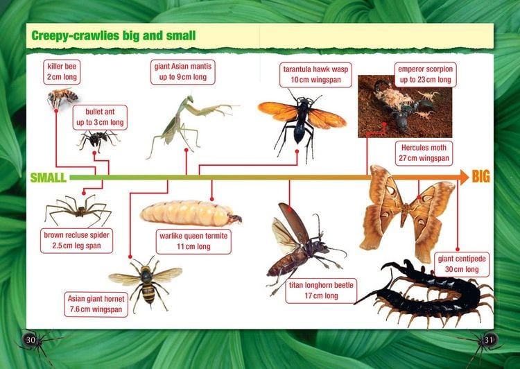 Produktbild: Zombie Wasps