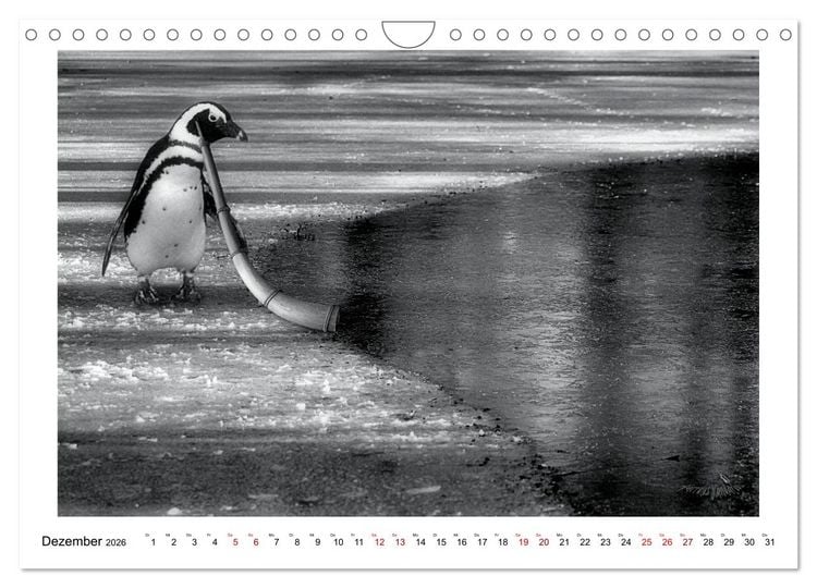 Produktbild: Pinguine privat (Wandkalender 2026 DIN A4 quer), CALVENDO Monatskalender