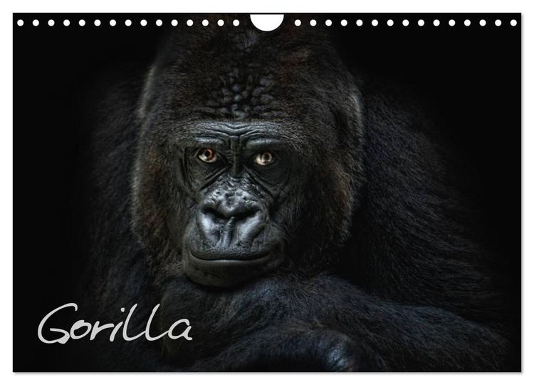 Produktbild: Gorilla (Wandkalender 2026 DIN A4 quer), CALVENDO Monatskalender