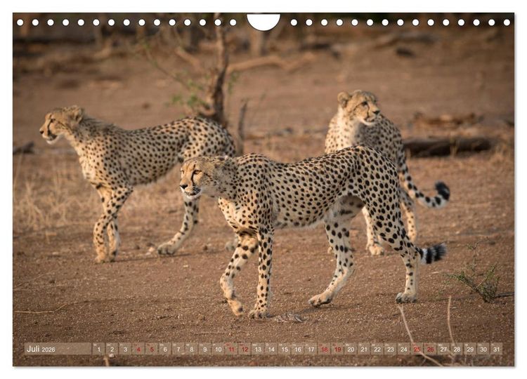 Produktbild: Geparden - Die Sch&ouml;nheiten Afrikas (Wandkalender 2026 DIN A4 quer), CALVENDO Monatskalender