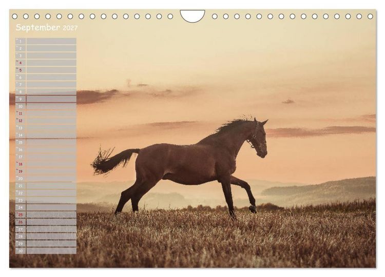 Produktbild: Pferde - Spiegel deiner Seele (Wandkalender 2027 DIN A4 quer), CALVENDO Monatskalender
