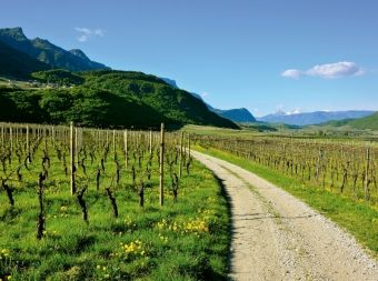 Produktbild: Im Etschtal nahe Tramin (Puzzle)