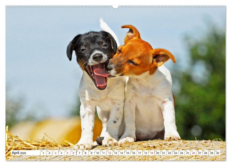 Produktbild: 100000 Volt auf vier Pfoten - Jack und Parson Russell Terrier (Wandkalender 2026 DIN A2 quer), CALVENDO Monatskalender