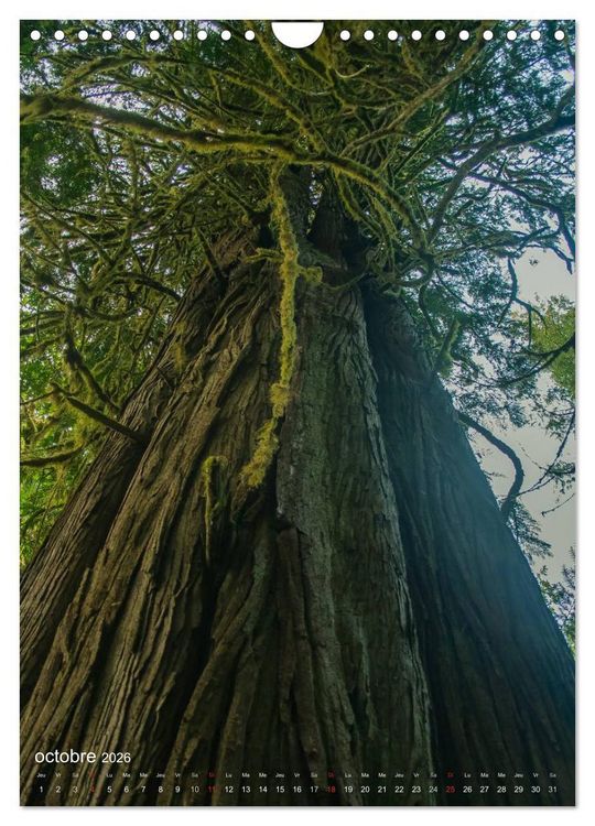 Produktbild: G&eacute;ants verts de la for&ecirc;t (Calendrier mural 2026 DIN A4 horizontal), CALVENDO calendrier mensuel