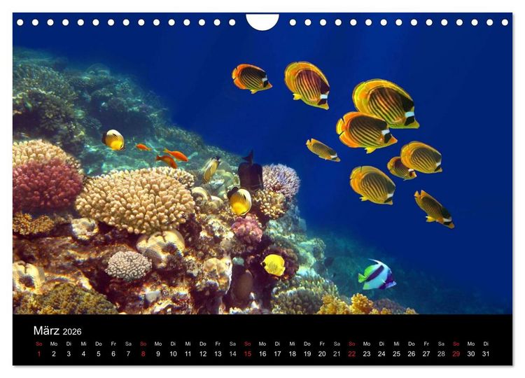 Produktbild: Meeres Sch&ouml;nheiten (Wandkalender 2026 DIN A4 quer), CALVENDO Monatskalender