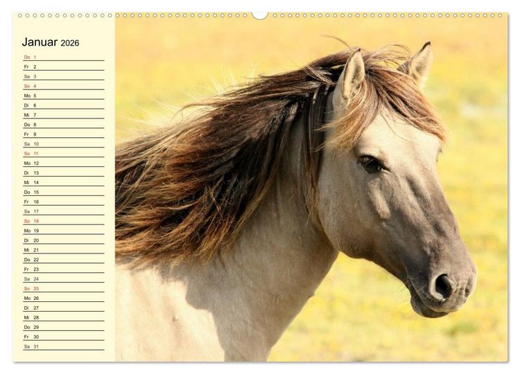Produktbild: Ponys. Herzensbrecher mit Grips (Wandkalender 2026 DIN A2 quer), CALVENDO Monatskalender