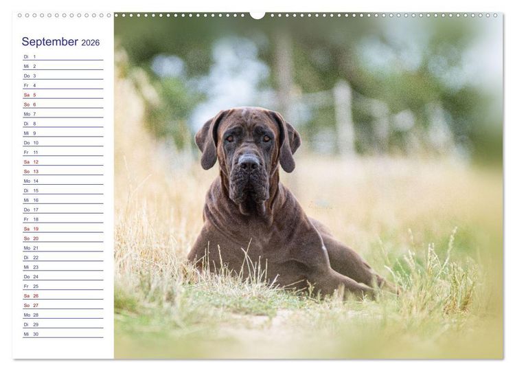Produktbild: Japans Seelenhunde (Wandkalender 2026 DIN A2 quer), CALVENDO Monatskalender