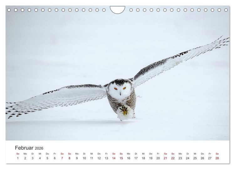 Produktbild: Eulen - Wachsame und geheimnisvolle Augen (Wandkalender 2026 DIN A4 quer), CALVENDO Monatskalender