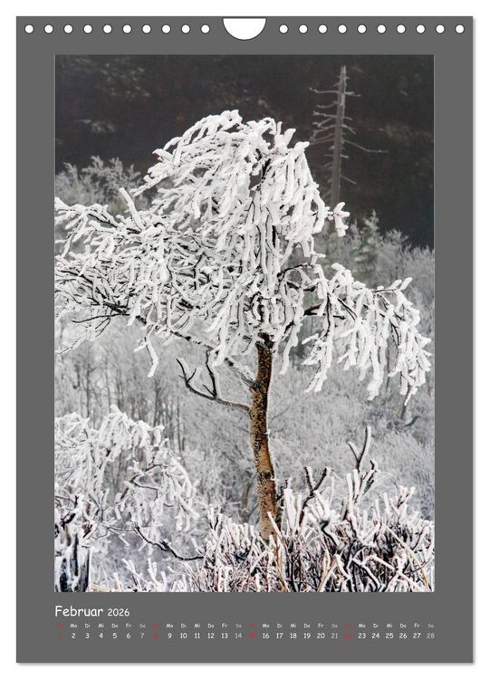 Produktbild: B&Auml;UME (Wandkalender 2026 DIN A4 hoch), CALVENDO Monatskalender