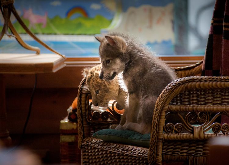 Produktbild: Der Wolf und der L&ouml;we