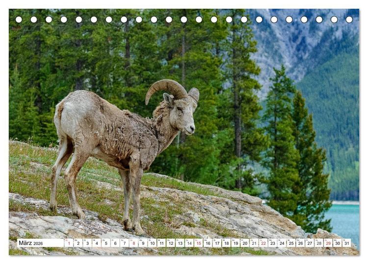 Produktbild: Tierwelt in den Canadian Rockies (Tischkalender 2026 DIN A5 quer), CALVENDO Monatskalender