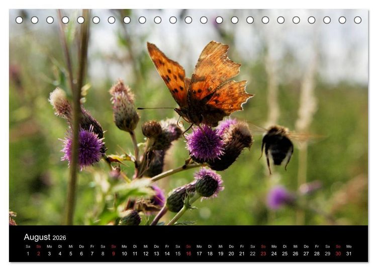 Produktbild: Schmetterlinge in Deutschland (Tischkalender 2026 DIN A5 quer), CALVENDO Monatskalender
