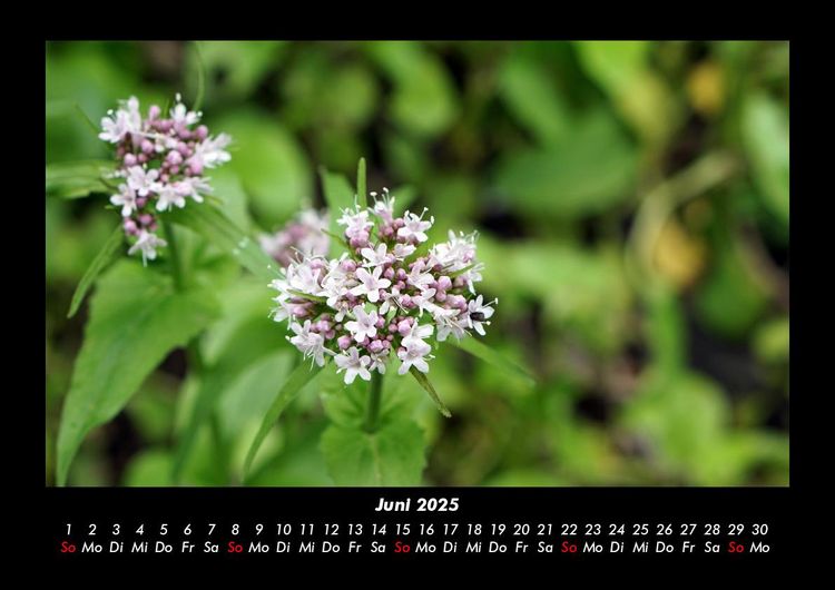 Produktbild: Blick in die Natur 2025 Fotokalender DIN A3