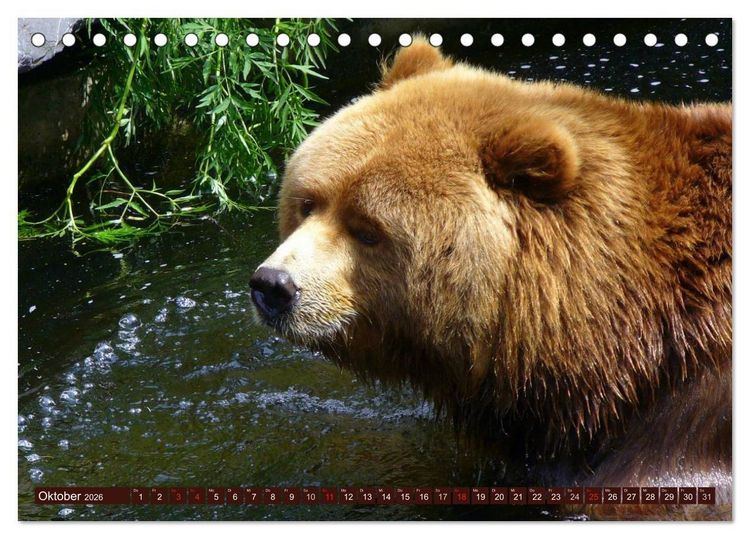 Produktbild: B&auml;ren. Kraftpakete auf leisen Sohlen (Tischkalender 2026 DIN A5 quer), CALVENDO Monatskalender