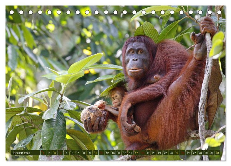 Produktbild: Borneo - Tierparadies Regenwald (Tischkalender 2026 DIN A5 quer), CALVENDO Monatskalender