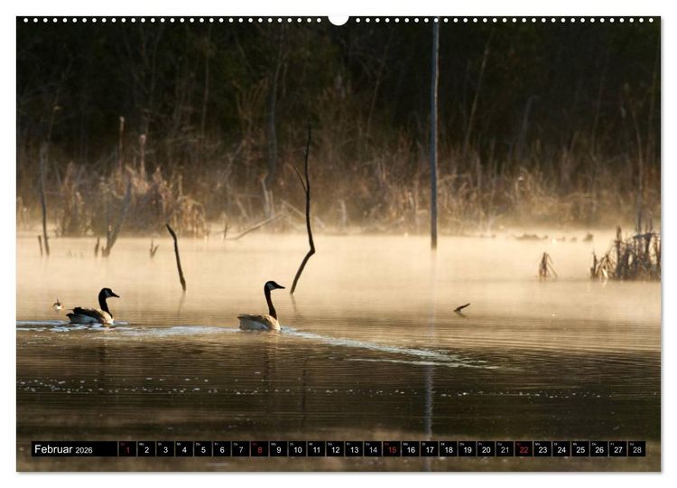 Produktbild: KANADA-GANS - Der 'hupende' Vogel (Wandkalender 2026 DIN A2 quer), CALVENDO Monatskalender