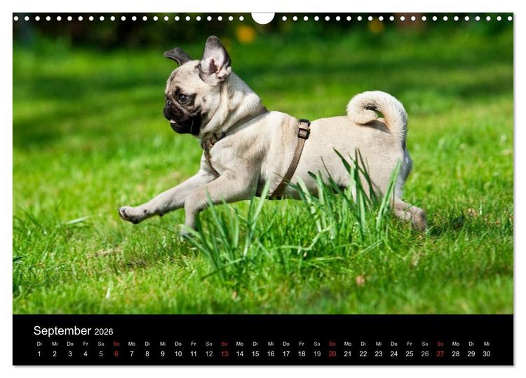 Produktbild: Mops 2026 (Wandkalender 2026 DIN A3 quer), CALVENDO Monatskalender