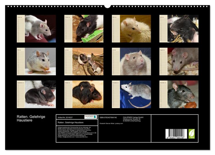 Produktbild: Ratten. Gelehrige Haustiere (hochwertiger Premium Wandkalender 2026 DIN A2 quer), Kunstdruck in Hochglanz