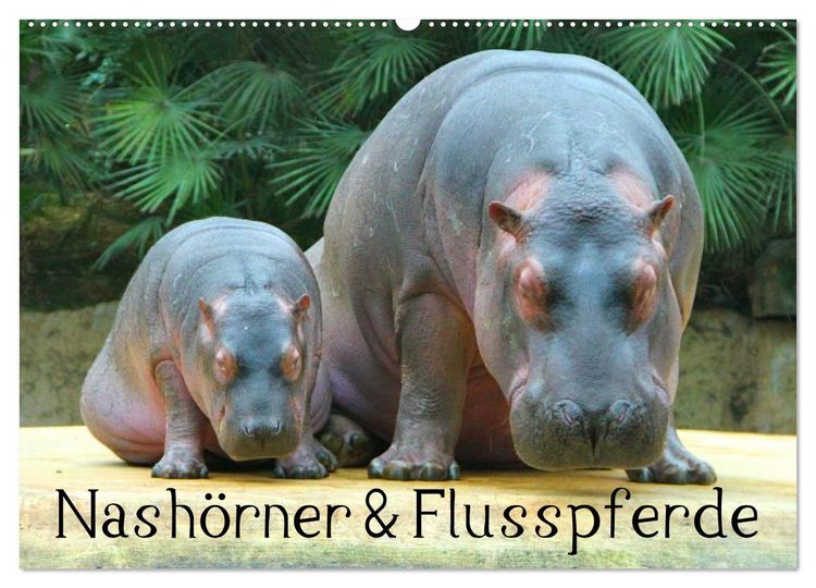 Produktbild: Nash&ouml;rner & Flusspferde (Wandkalender 2026 DIN A2 quer), CALVENDO Monatskalender