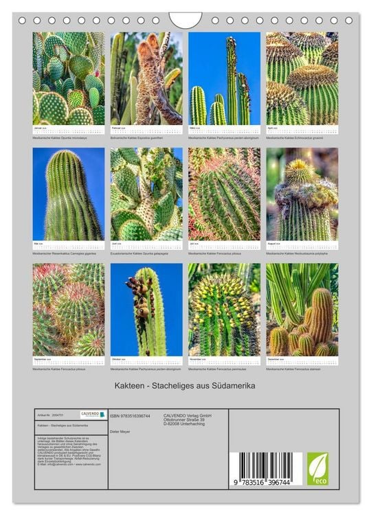 Produktbild: Kakteen - Stacheliges aus S&uuml;damerika (Wandkalender 2026 DIN A4 hoch), CALVENDO Monatskalender