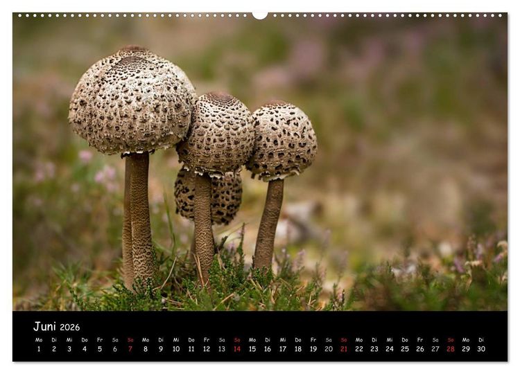 Produktbild: Pilzgalerie (hochwertiger Premium Wandkalender 2026 DIN A2 quer), Kunstdruck in Hochglanz