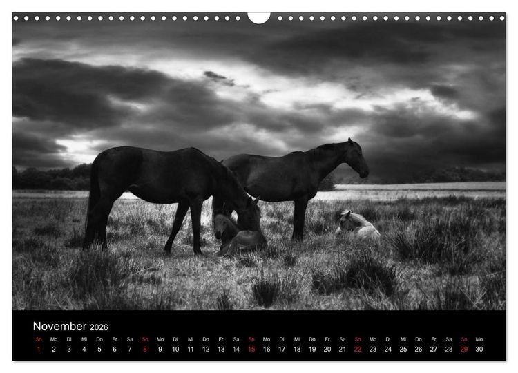 Produktbild: Pferde 2026 Wild Thing (Wandkalender 2026 DIN A3 quer), CALVENDO Monatskalender