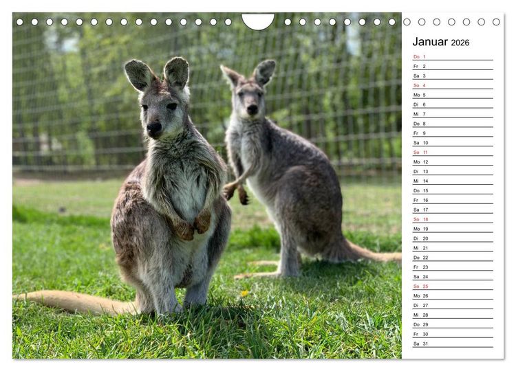 Produktbild: Das sch&ouml;ne Australien (Wandkalender 2026 DIN A4 quer), CALVENDO Monatskalender