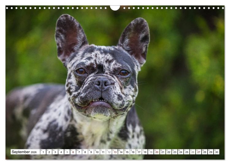 Produktbild: Kleiner Kobold Franz&ouml;sische Bulldogge (Wandkalender 2026 DIN A3 quer), CALVENDO Monatskalender