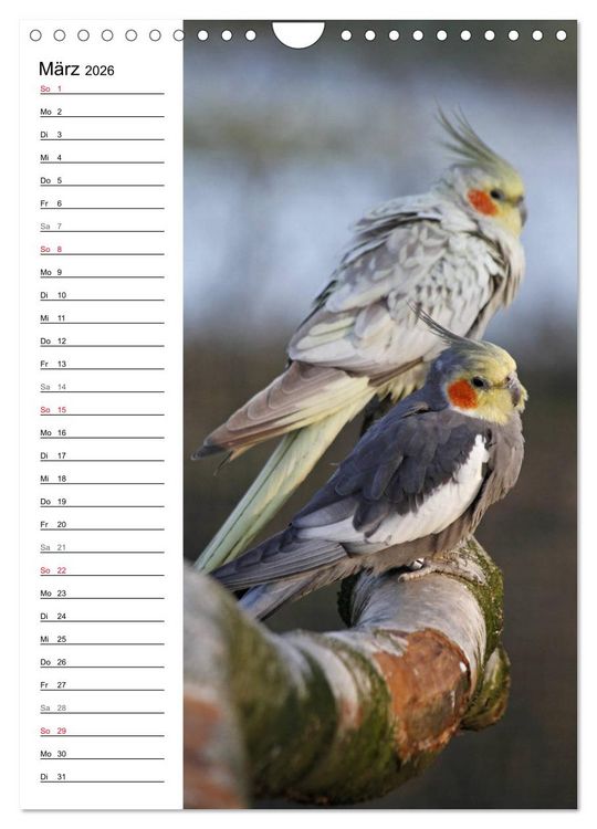 Produktbild: Der Nymphensittich-Terminplaner (Wandkalender 2026 DIN A4 hoch), CALVENDO Monatskalender