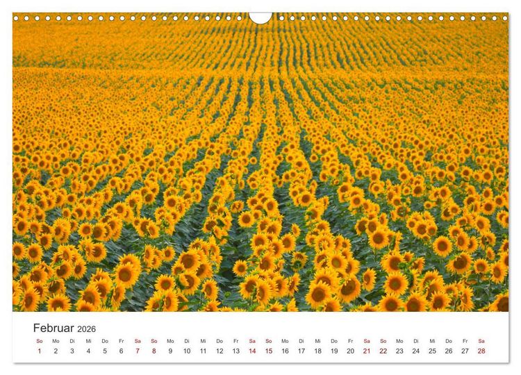 Produktbild: Sonnenblumen - Erstrahlen im freundlichen Gelb. (Wandkalender 2026 DIN A3 quer), CALVENDO Monatskalender