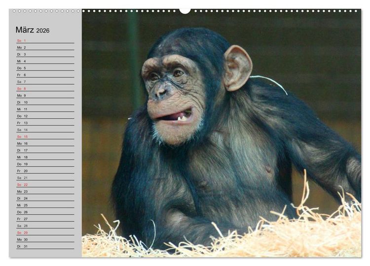 Produktbild: Schimpansen (hochwertiger Premium Wandkalender 2026 DIN A2 quer), Kunstdruck in Hochglanz