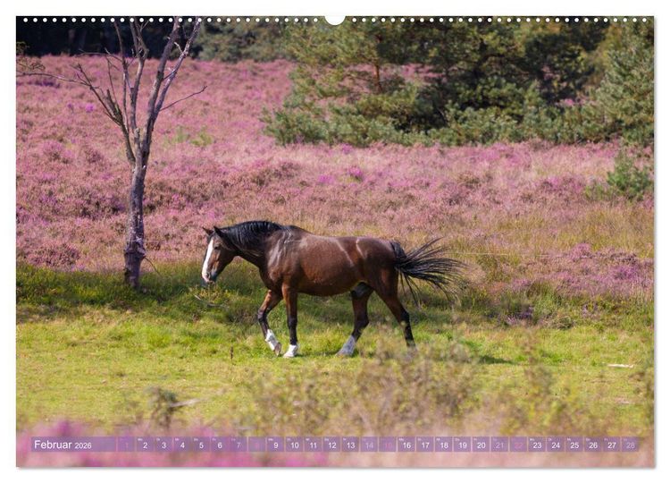 Produktbild: Im Bl&uuml;tenrausch der L&uuml;neburger Heide (Wandkalender 2026 DIN A2 quer), CALVENDO Monatskalender