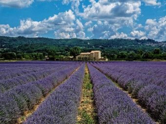 Produktbild: CALVENDO Puzzle Provence - Bl&uuml;hende Lavendelfelder | 1000 Teile Lege-Gr&ouml;&szlig;e 64x48cm Foto-Puzzle f&uuml;r gl&uuml;ckliche Stunden