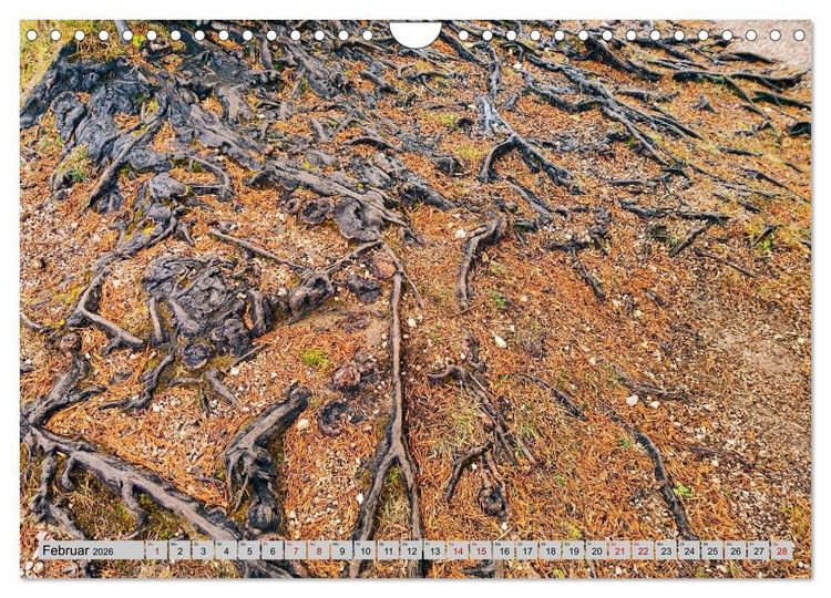 Produktbild: Das Element Holz - Ein Sinnbild (Wandkalender 2026 DIN A4 quer), CALVENDO Monatskalender