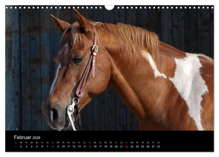Produktbild: Pferdekalender (Wandkalender 2026 DIN A3 quer), CALVENDO Monatskalender