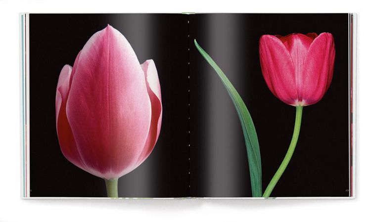 Produktbild: Tulpen