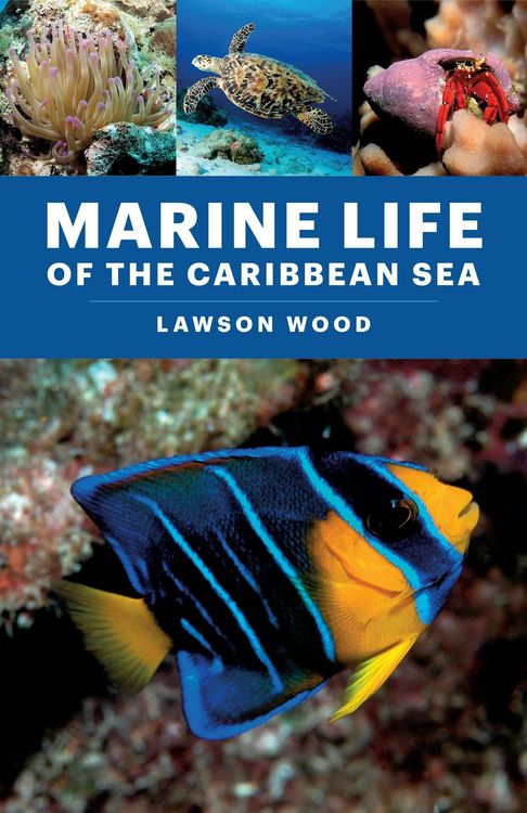 Produktbild: Marine Life of the Caribbean Sea