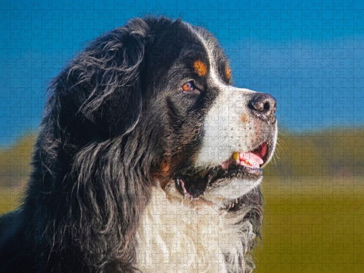 Produktbild: CALVENDO Puzzle Berner R&uuml;de - Stolz und sch&ouml;n | 2000 Teile Lege-Gr&ouml;&szlig;e 90x67cm Foto-Puzzle f&uuml;r gl&uuml;ckliche Stunden