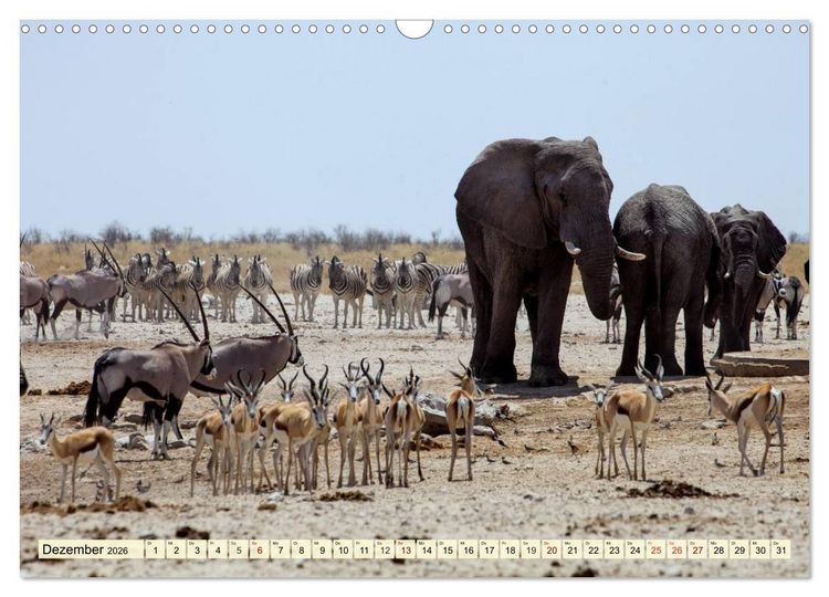 Produktbild: Afrika. Botswanas wundervolle Tierwelt (Wandkalender 2026 DIN A3 quer), CALVENDO Monatskalender