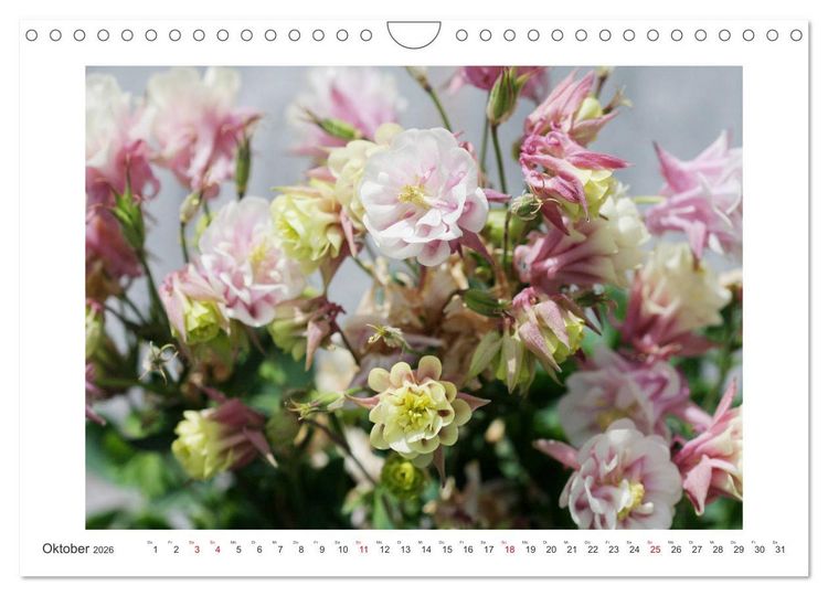 Produktbild: Akeleien im Garten (Wandkalender 2026 DIN A4 quer), CALVENDO Monatskalender