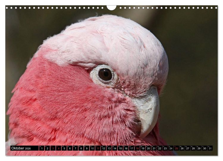 Produktbild: Die Kakadus sind los (Wandkalender 2026 DIN A3 quer), CALVENDO Monatskalender