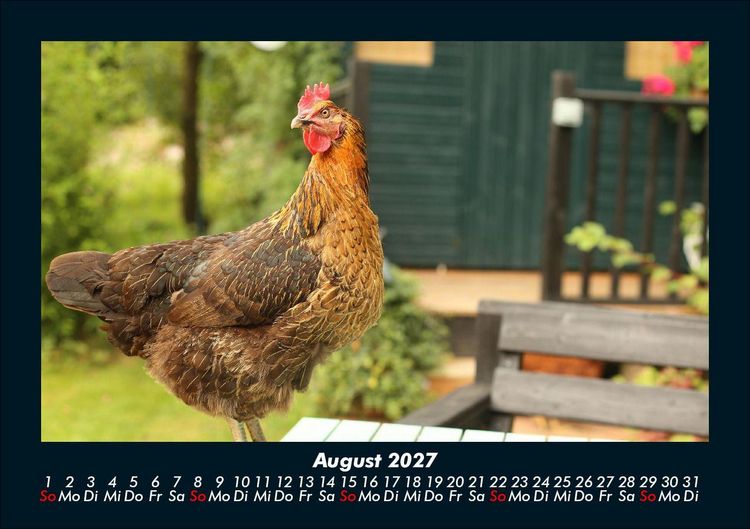 Produktbild: Tiere in der Wildnis 2027 Fotokalender DIN A5