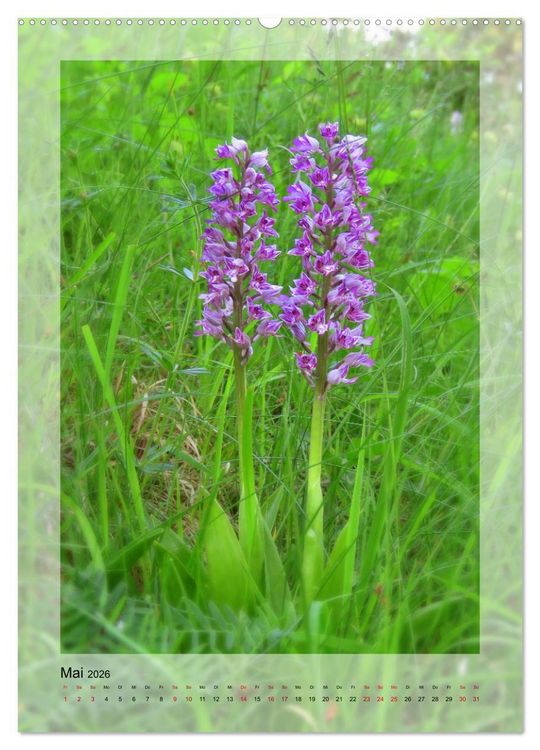Produktbild: Deutschlands wilde Orchideen (hochwertiger Premium Wandkalender 2026 DIN A2 hoch), Kunstdruck in Hochglanz