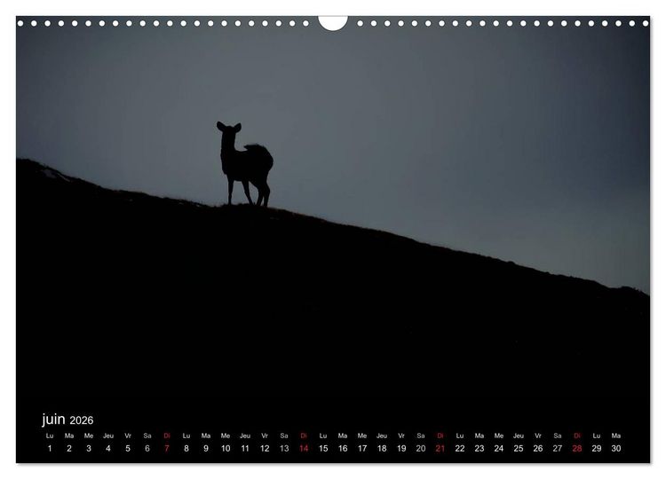 Produktbild: Saint-Pierre et Miquelon &agrave; l'&eacute;tat sauvage (Calendrier mural 2026 DIN A3 vertical), CALVENDO calendrier mensuel