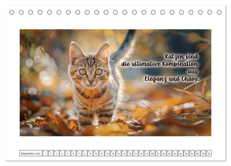 Produktbild: Katzenpower (Tischkalender 2026 DIN A5 quer), CALVENDO Monatskalender