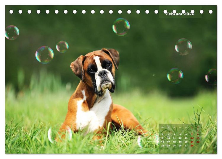 Produktbild: Typisch Boxer (Tischkalender 2026 DIN A5 quer), CALVENDO Monatskalender