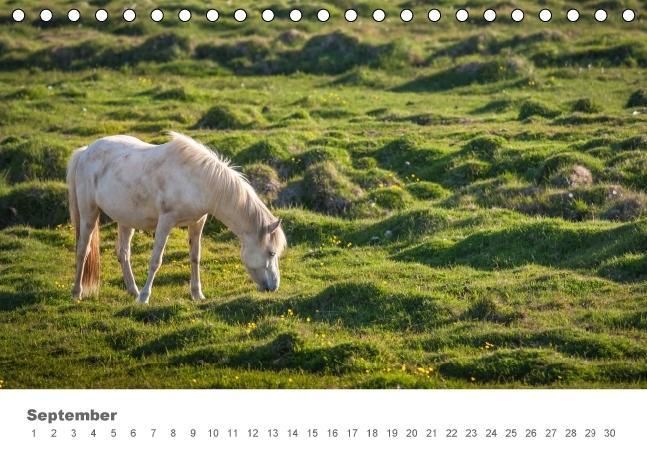Produktbild: Islandpferde: Gef&auml;hrten der Wikinger (Tischkalender immerw&auml;hrend DIN A5 quer)