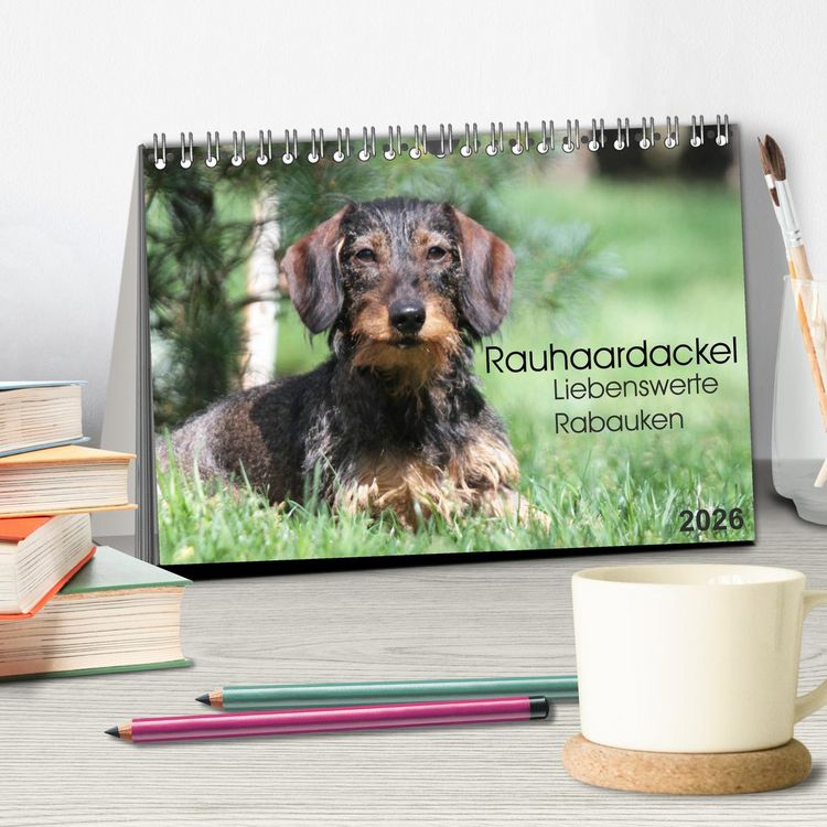 Produktbild: Liebenswerte Rabauken - Rauhaardackel (Tischkalender 2026 DIN A5 quer), CALVENDO Monatskalender
