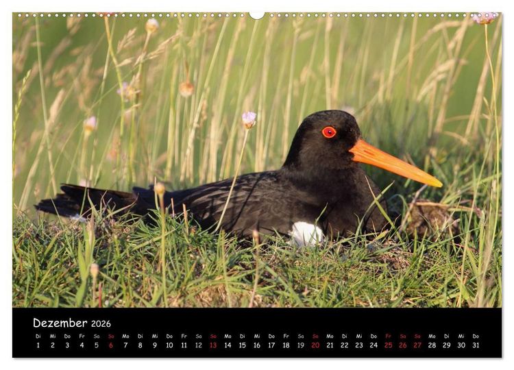 Produktbild: V&ouml;gel der Nordseek&uuml;ste (hochwertiger Premium Wandkalender 2026 DIN A2 quer), Kunstdruck in Hochglanz